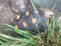 Redfoot tortoises1.jpg