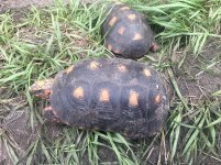 Redfoot tortoises.jpg