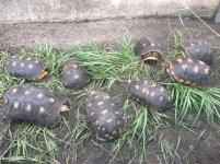 Redfoot tortoises2.jpg