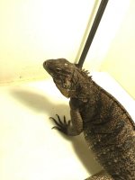 IMG_3168.jpg