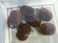 Oaxaca mud turtles.jpg
