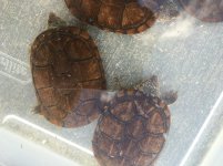 Oaxaca mud turtles1.jpg