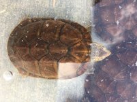 Oaxaca mud turtles2.jpg