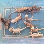 beardeddragon6-26-16.jpg