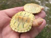 Albino Red Ear Sliders.jpg