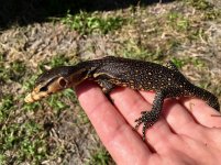 Sulawesi water monitors1.jpg