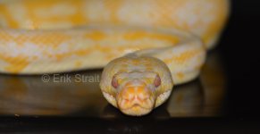 female albino carpet.jpg