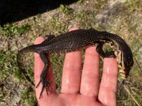Sulawesi water monitors.jpg