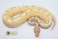 15BananaF2-265g.jpg