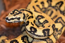 female_jaguar_carpet_python_rsz.jpg