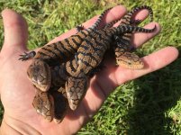 Indonesian Blue Tongue Skink Babies1.jpg