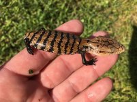 Indonesian Blue Tongue Skink Babies.jpg