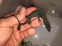 Black Tree Monitor Baby.jpg