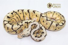 15GHIBumblebeeM1-140g.jpg