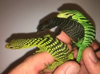 Black Tree Monitor Baby1.jpg