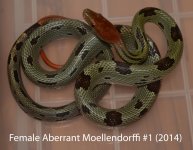 Female Aberrant Moellendorffi #1 (2014).jpg