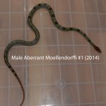 Male Aberrant Moellendorffi #1 (2014).jpg