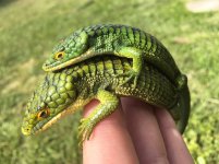 Abronia graminea.jpg