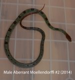 Male Aberrant Moellendorffi #2 (2014).jpg