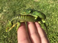 Abronia graminea1.jpg