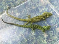 Abronia graminea2.jpg
