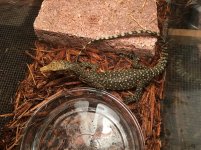Yellow Quince Monitor.jpg