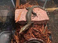 Yellow Quince Monitor1.jpg