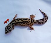DSC_0097.jpg