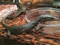 Mangrove Monitors.jpg