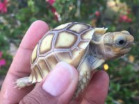 Sulcata4.jpg