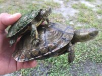 Mauremys Leprosa.jpg