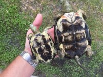 Mauremys Leprosa2.jpg