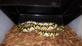 mandarin female 1.jpg