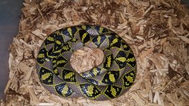 mandarin female 2.jpg