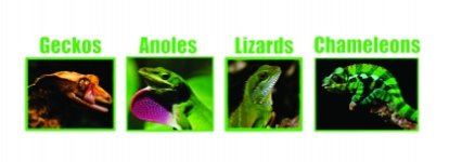 Bioactivelizards.jpg