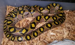 mandarin male 2.jpg