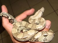 Anery boa 2.jpg
