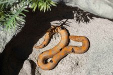 Snakes3_1.jpg