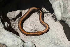 Snakes4_1.jpg