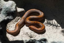 Snakes6_1.jpg