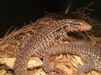 Red Tegus.jpg