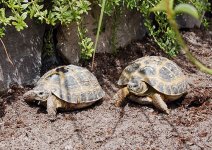 russian-tortoise4.jpg