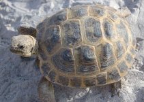 russian-tortoise5.jpg
