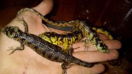 abronia taeniata mixed.jpg