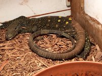 Crocodile Monitor.jpg