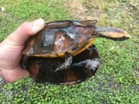 Twist Neck Turtle.jpg