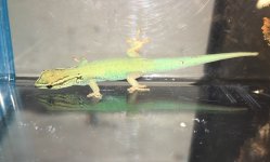 Electric Blue Day Geckos.jpg