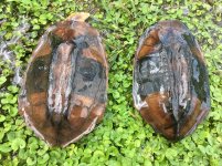Twist Neck Turtle1.jpg