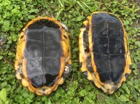 Twist Neck Turtle2.jpg