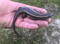 Giant Plated Lizards.jpg